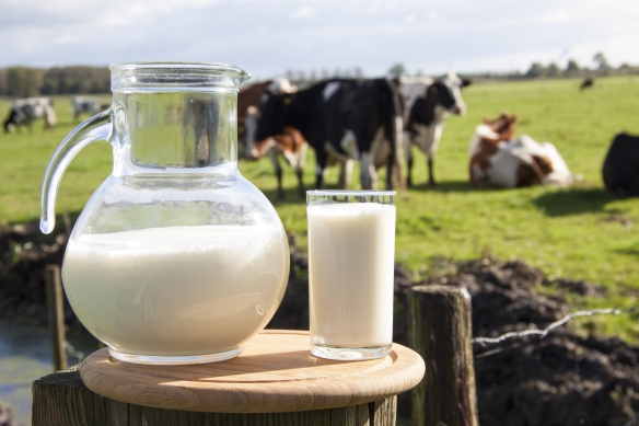 dairy-milk-cows-in-field